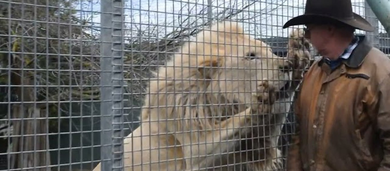 Βίντεο: Λιοντάρι σε κλουβί θέλει να σκοτώσει πολύ έναν άνθρωπο